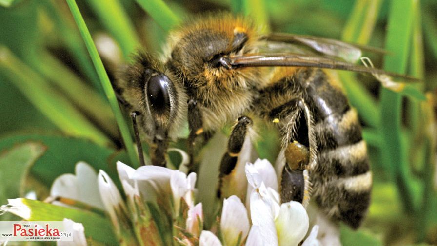 Pszczoła na koniczynie