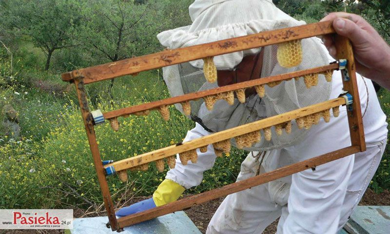 pszczelarz przy ulu