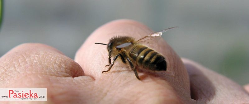 pszczoła na ręce