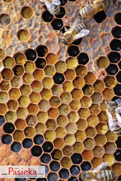 pszczoły na plastrze