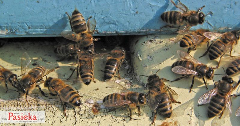 Ul upstrzony kałem może świadczyć o porażeniu pszczół nosemą