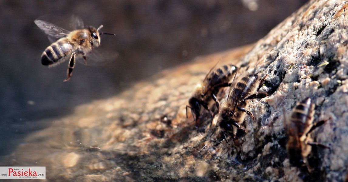 Pszczelarze wykonują poidła pasieczne na najróżniejsze sposoby