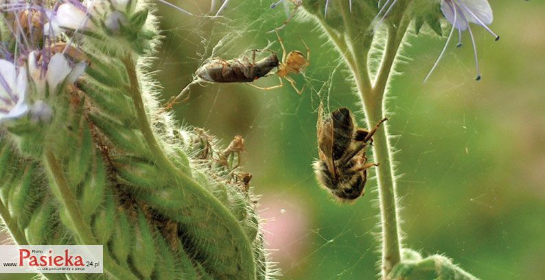 Największe zagrożenie dla pszczół pracujących na pożytku stanowią poranne niskie temperatury i pajęczyny.