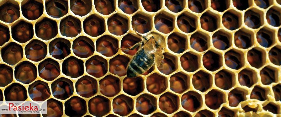 pszczoła na plastrze