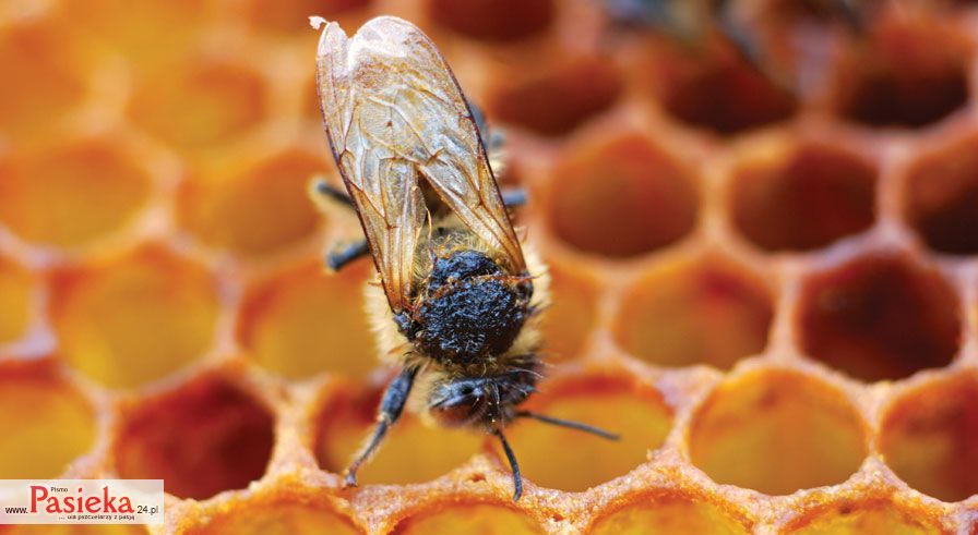 martwa pszczoła na plastrze