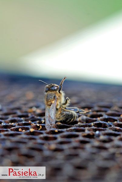 martwa pszczoła