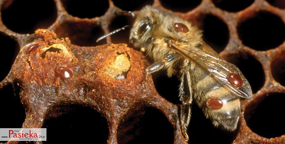 pszczoła na plastrze i pasożyty Varroa