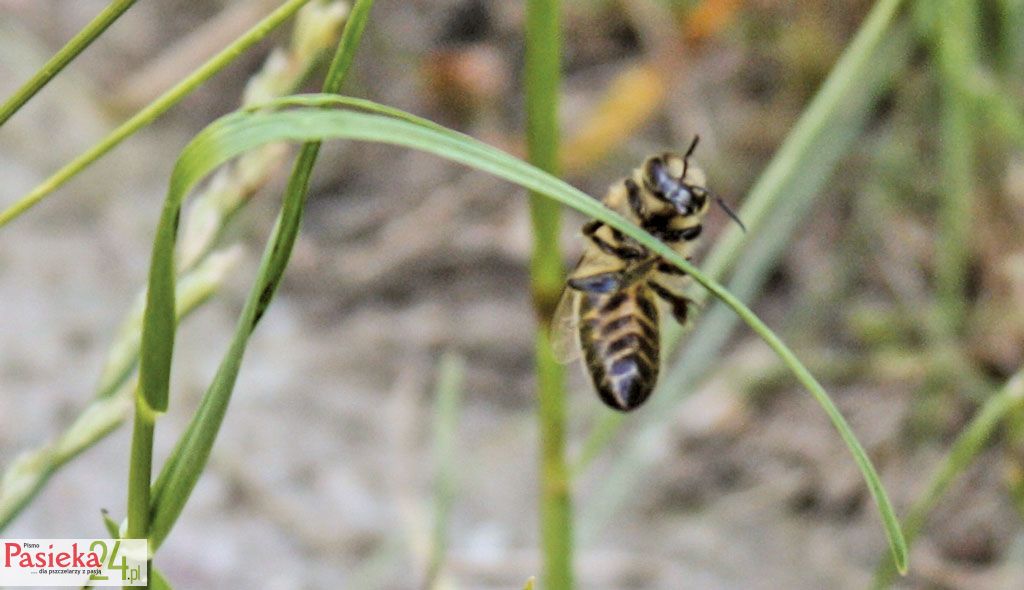 Pszczoła z chronicznym paraliżem wspinająca się na źdźbło trawy.
