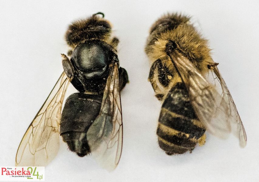 Po lewej czarny rabuś, po prawej normalna pszczoła.