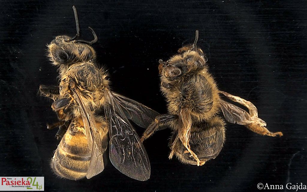 Normalna pszczoła i pszczoła ze zdeformowanymi skrzydłami.