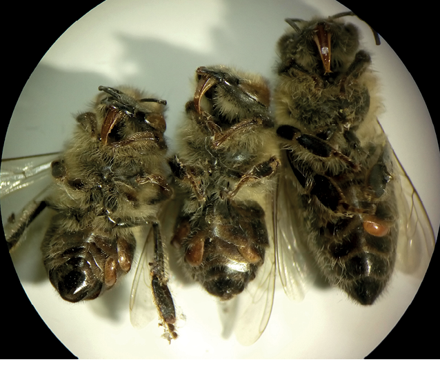Fot. 3. Pszczoły z roztoczami wpiętymi zarówno po lewej, jak i prawej stronie odwłoka.