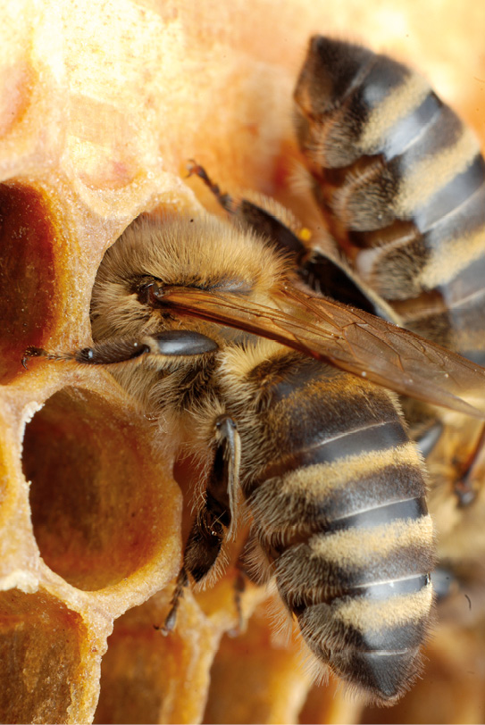 Anatomia pszczoły