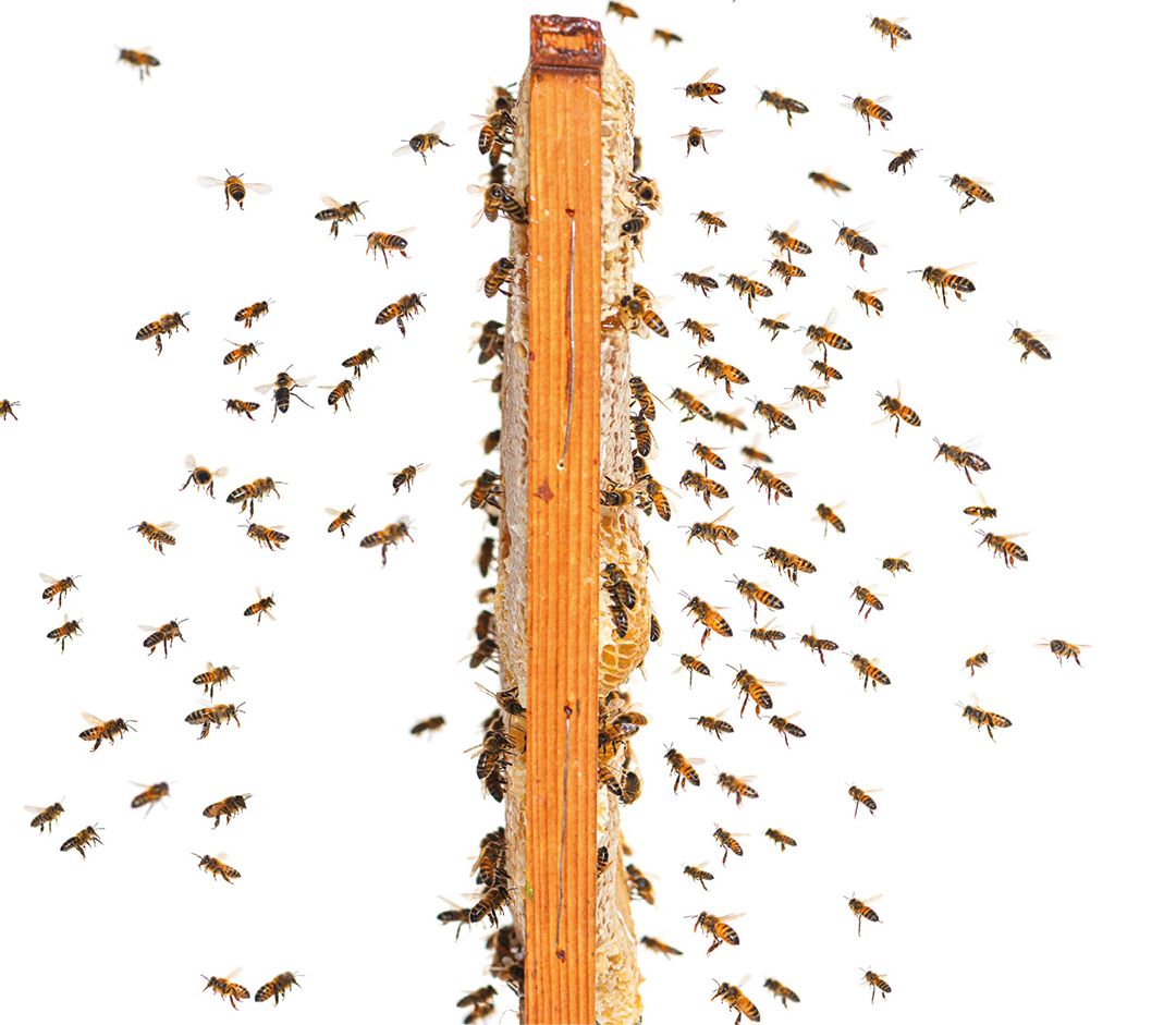 swarm of bees flying towards a hive frame, isolated on a white background