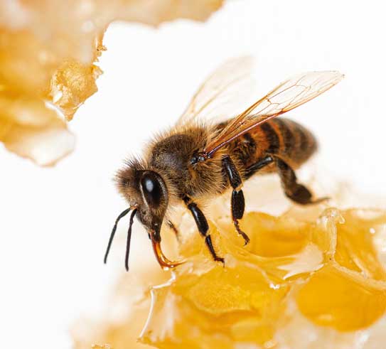 Bee eating honey with its tongue. View through pieces of honeycomb
