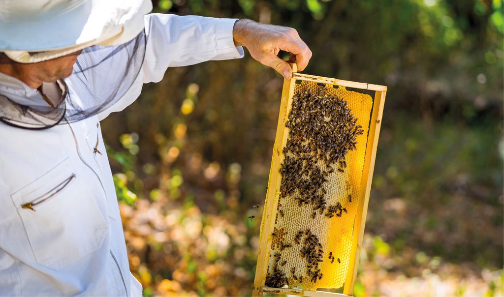 Pszczelarz trzymający ramkę pszczelą