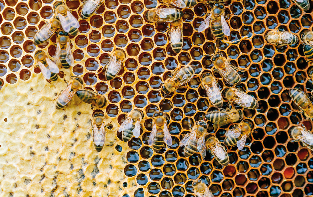 Pszczoły na ramce