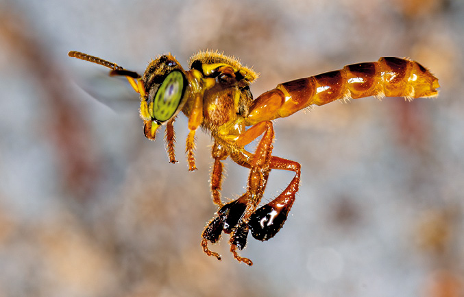 Pszczoła Tetragonisca angustula