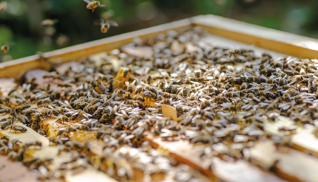 ramka pszczela - leki stosowane w pasiekach