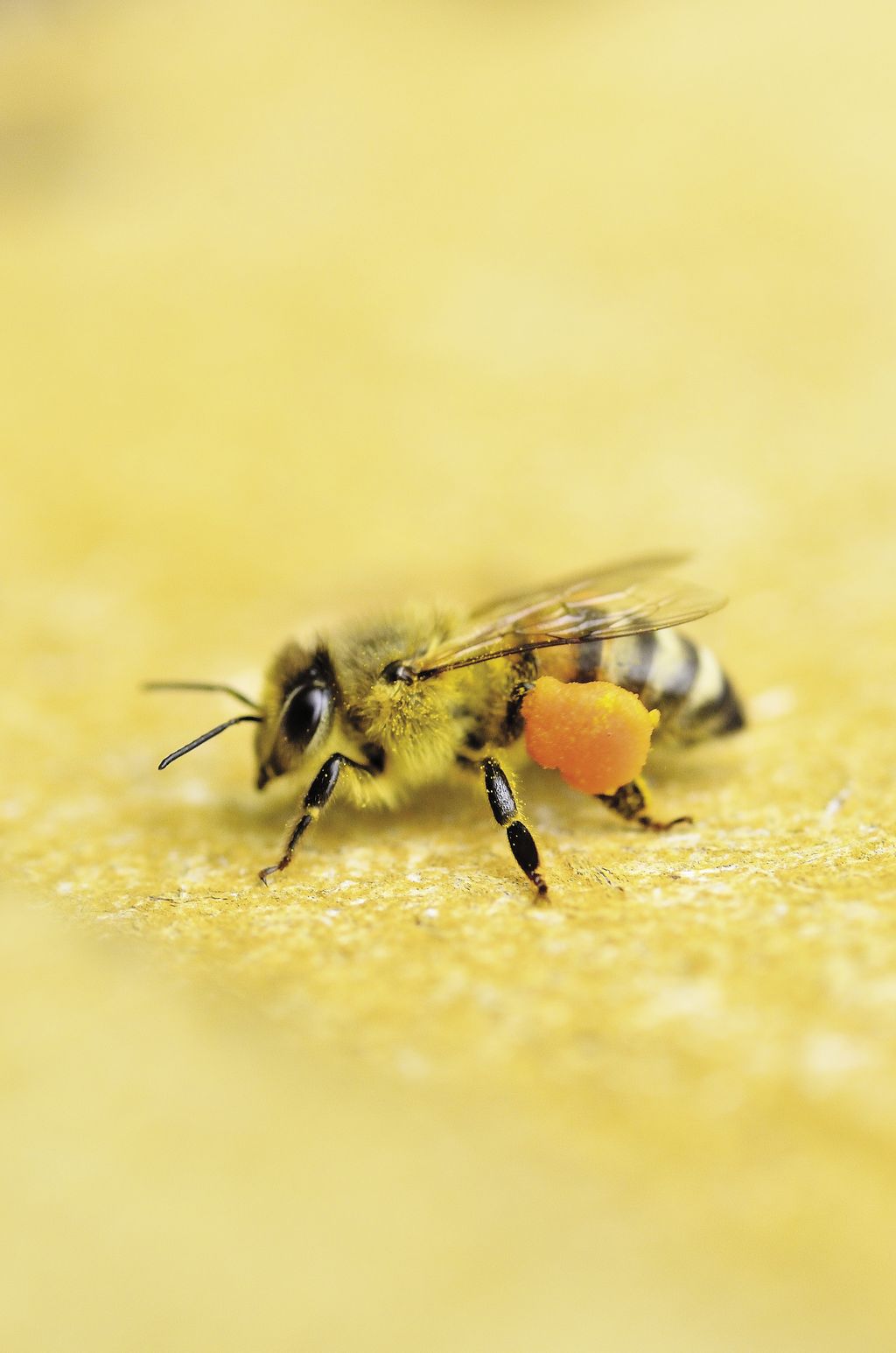 Importanța dietei cu polen în menținerea condiției albinelor