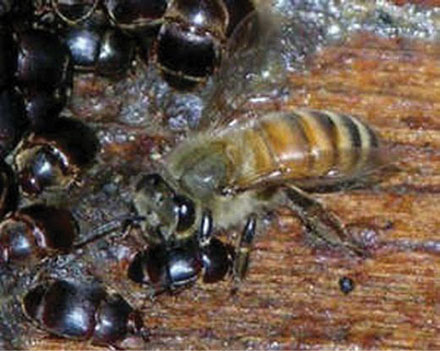 Gândacul mic de stup - Un nou posibil parazit al familiilor de albine (Partea a I-a)