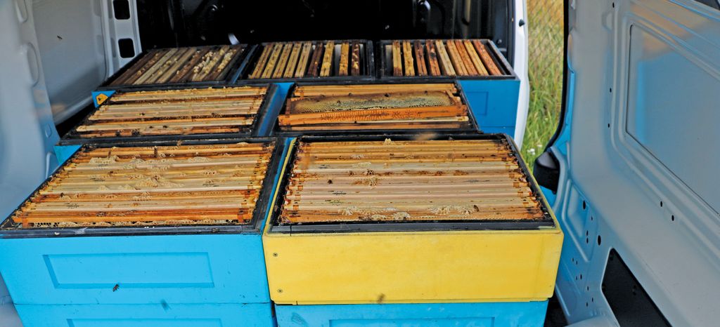 Cum se organizează recoltarea mierii?