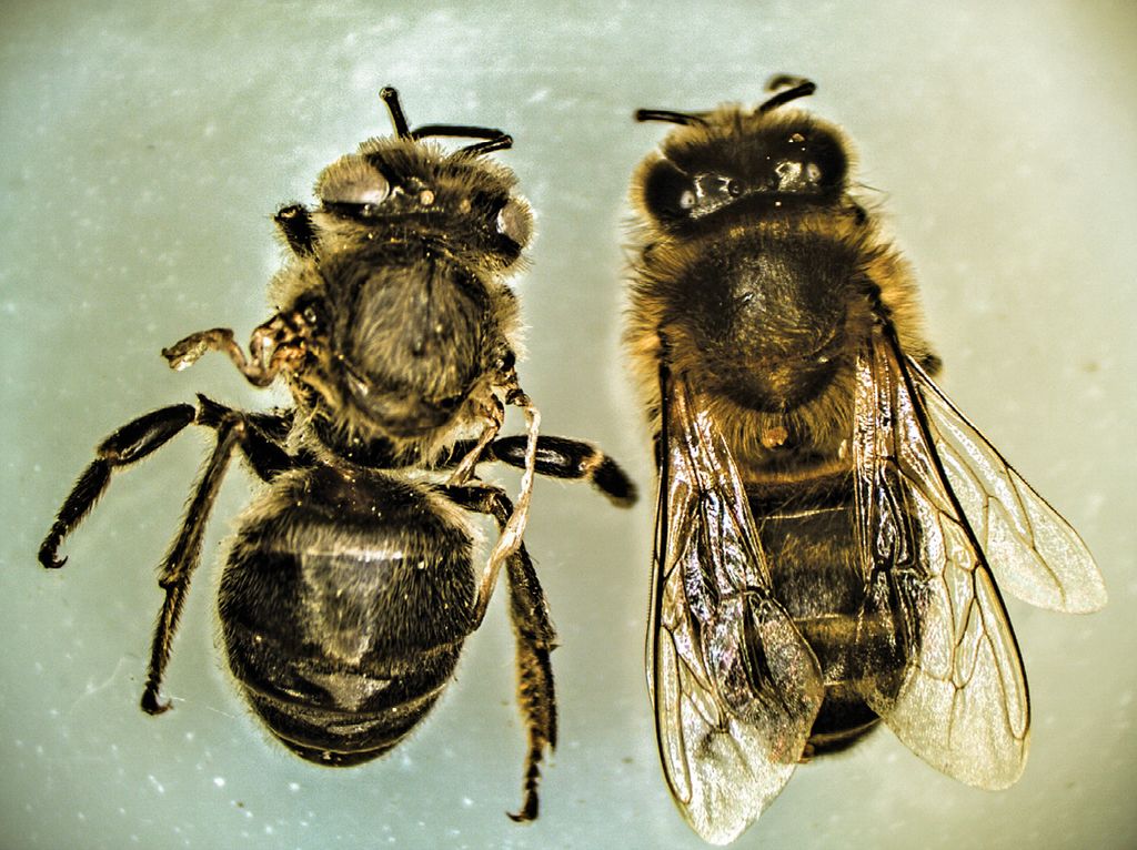 tratamentul varicos al albinelor
