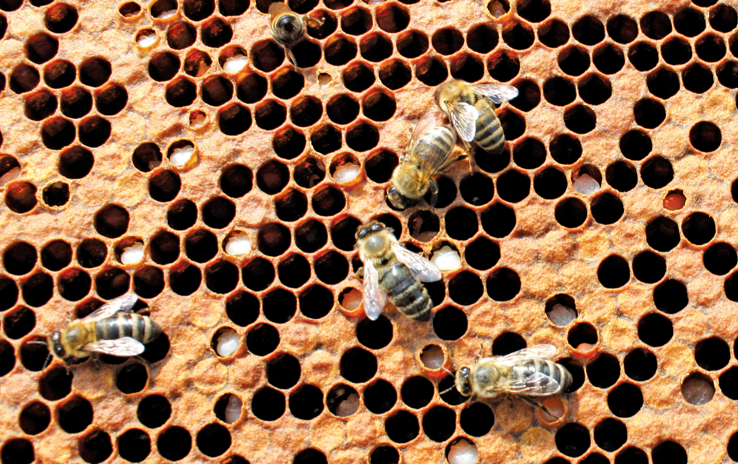 Compendiu de apicultură de cunoștințe despre varooza, partea 3. Patogeneza