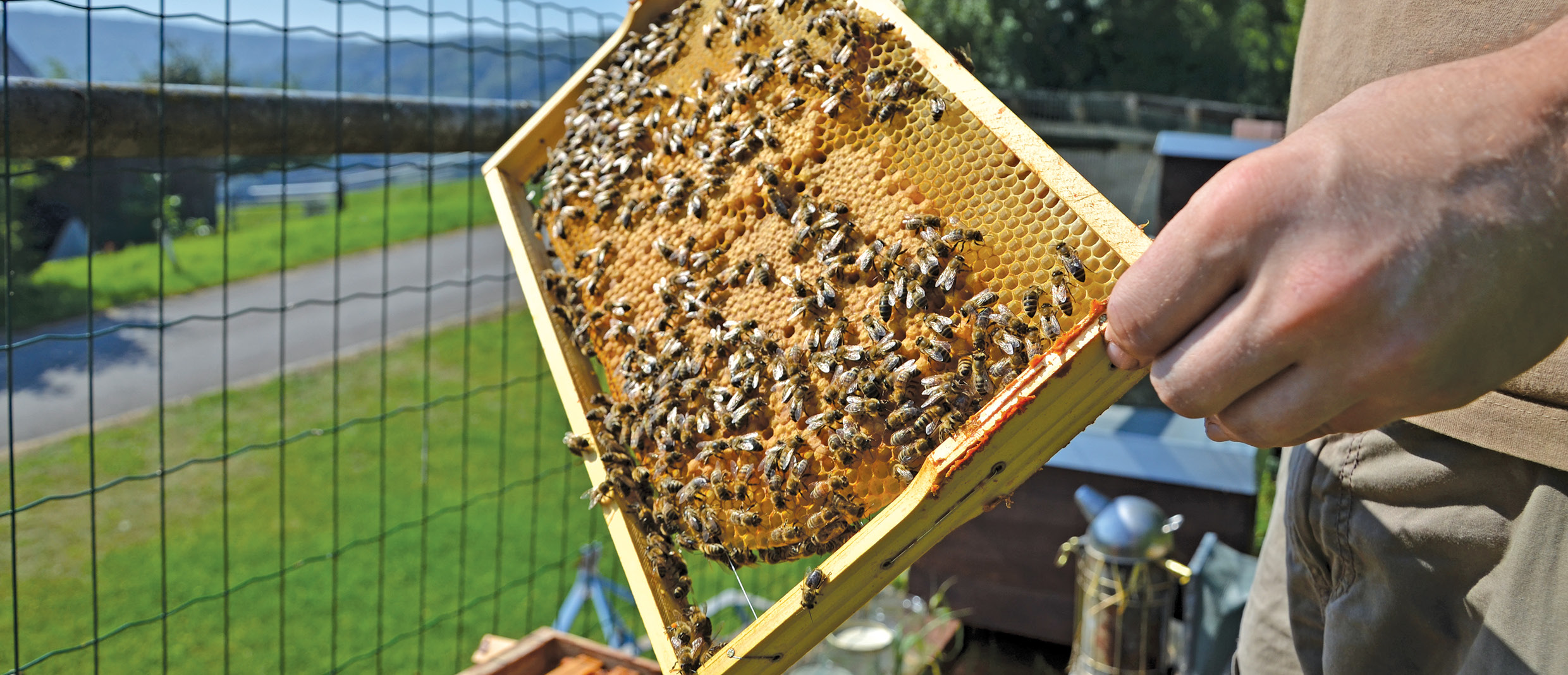 Mătcile, albinele lucrătoare și apicultorul