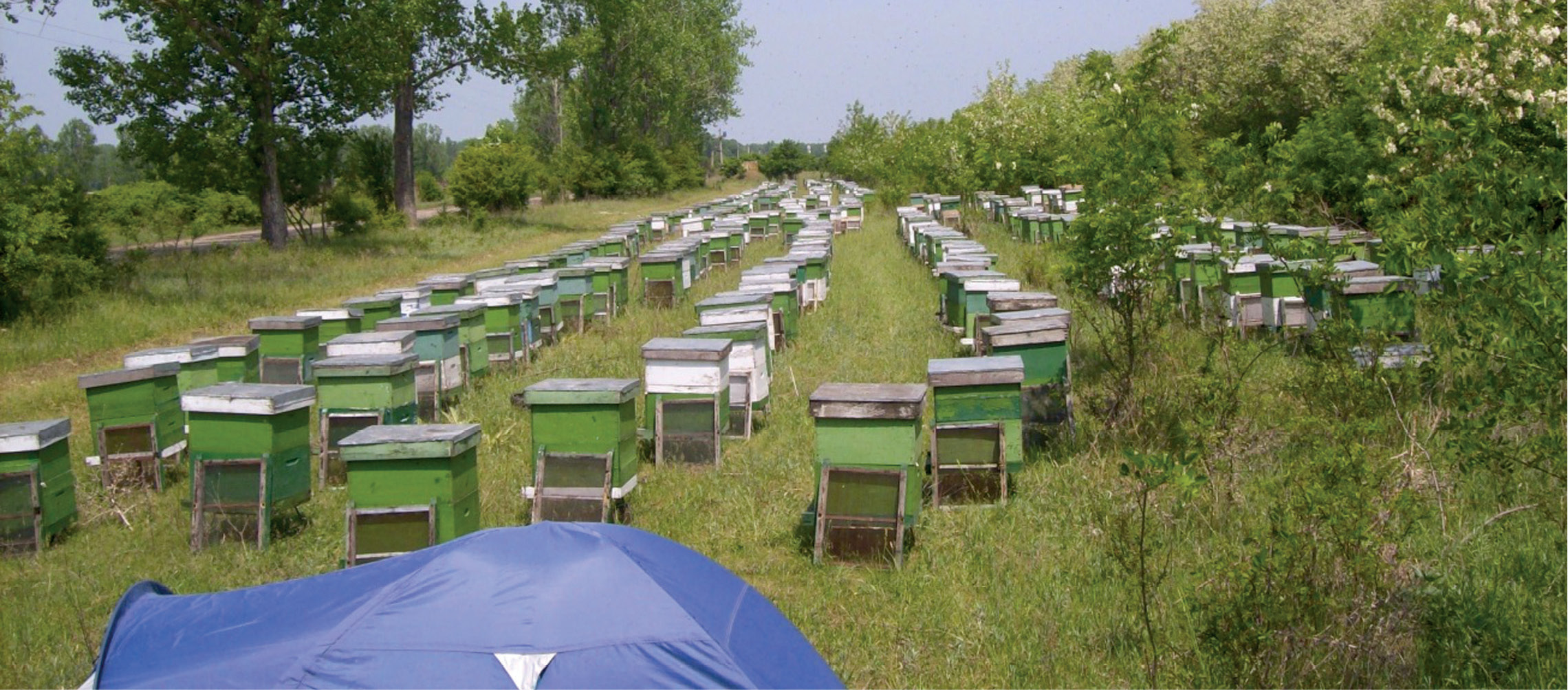 Lucrări asupra familiilor de albine în luna MAI