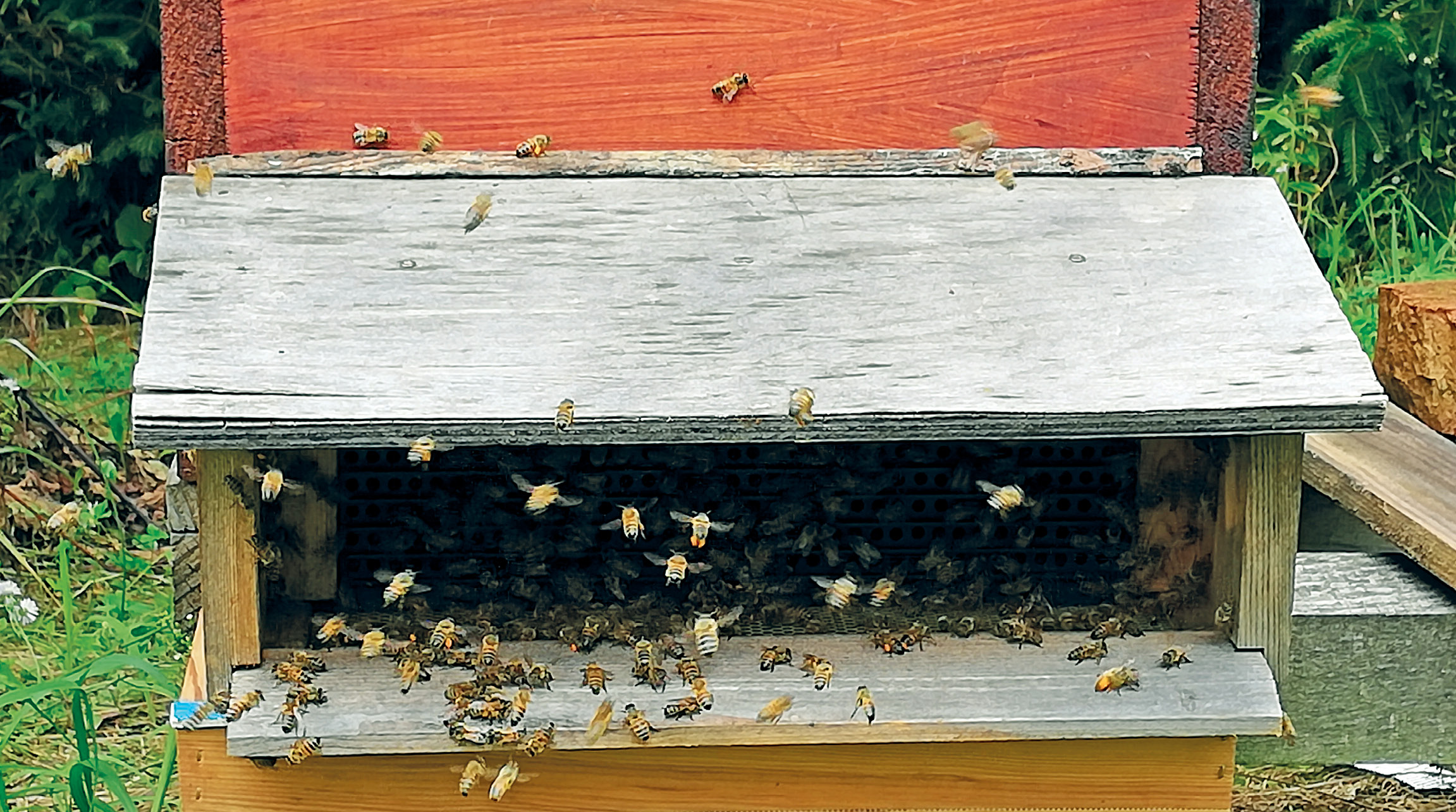 Albinele ca biofiltru natural