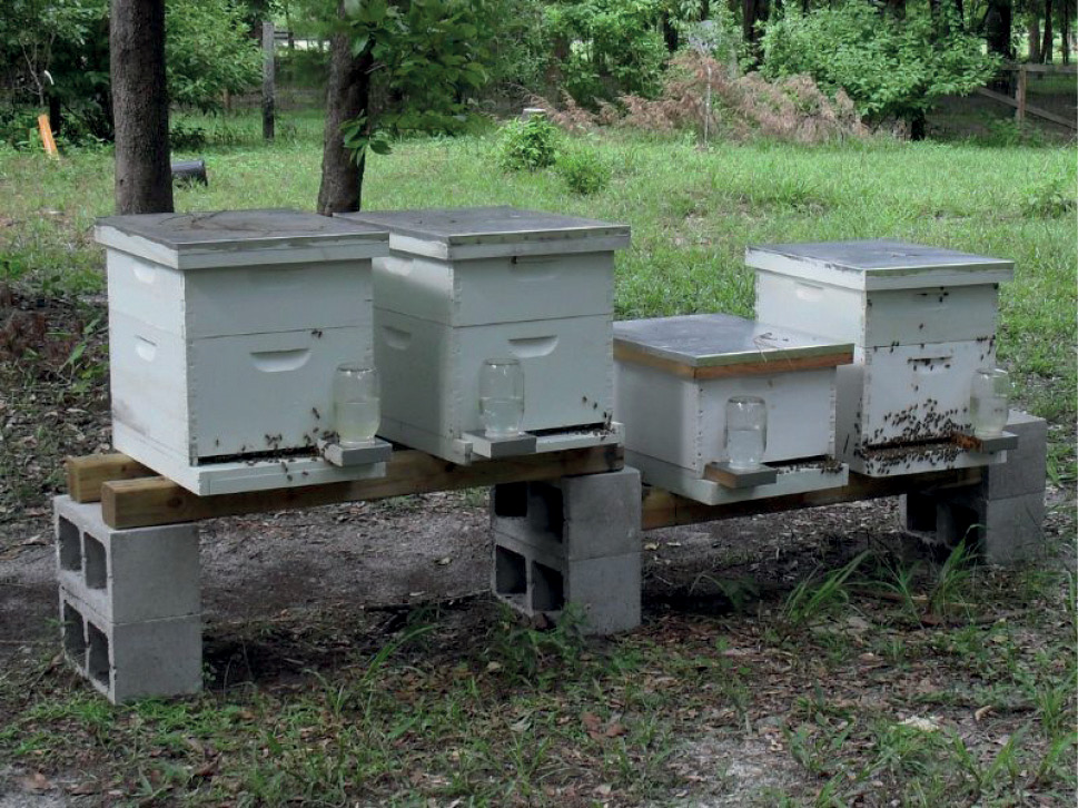 Row of beehives on stands to repel ants and insects.