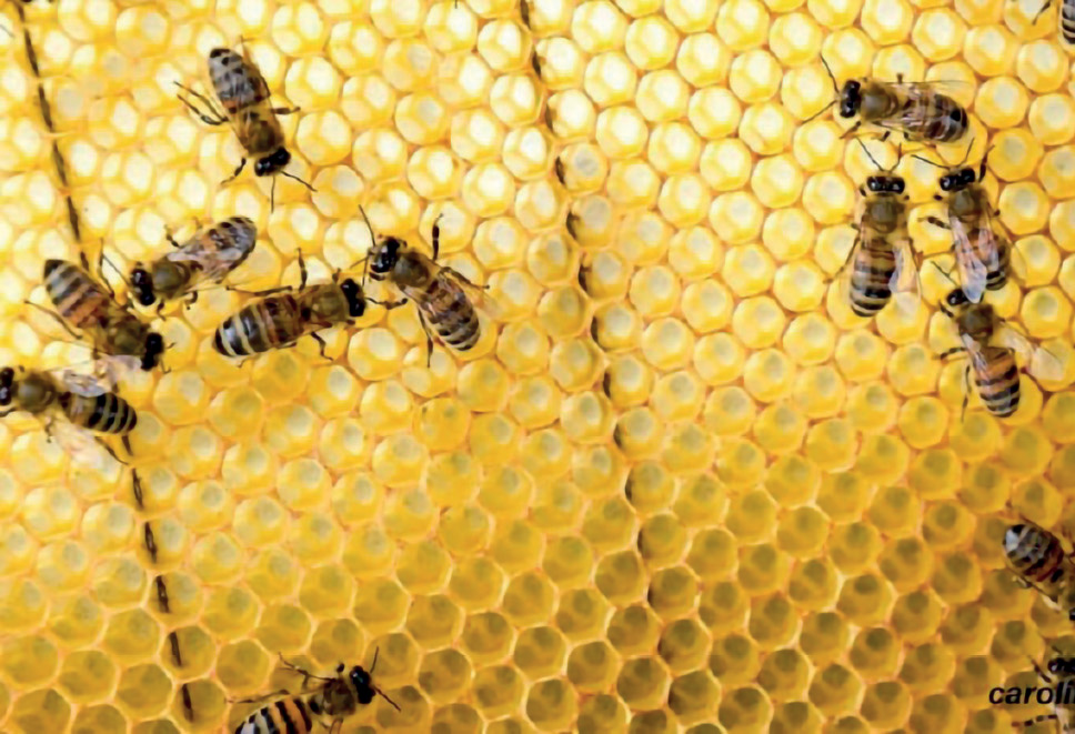 Worker honey bees drawing comb on a new sheet of foundation in hive image.