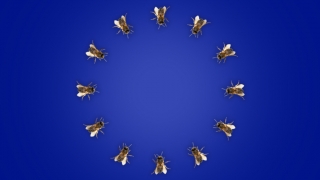 Liczba uli w Unii Europejskiej