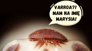 Słów kilka o nazwie pasożyta Varroa destructor