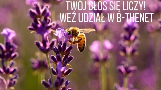 Twój głos się liczy! Weź udział w B-THENET
