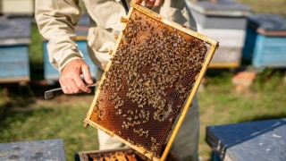 Zgniatanie pszczół podczas przeglądu. Jak zapobiegać?