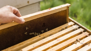 Wypełnij ankietę B-THENET dotyczącą dobrych praktyk pszczelarskich oraz innowacji