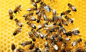 Pszczelarstwo organiczne na świecie w 2020 roku