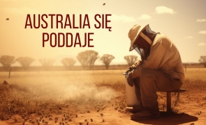 Australia się poddaje