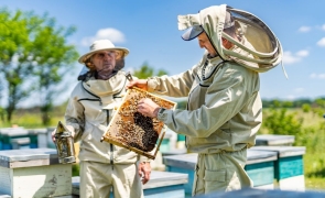 Zagadka pszczelarska z USA