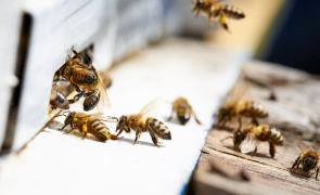 Międzynarodowe Forum na rzecz zrównoważonego pszczelarstwa 