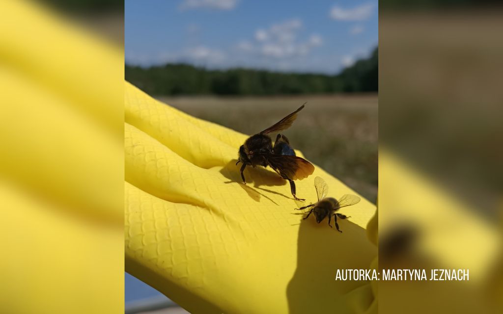 Zadrzechnia i pszczoła miodna